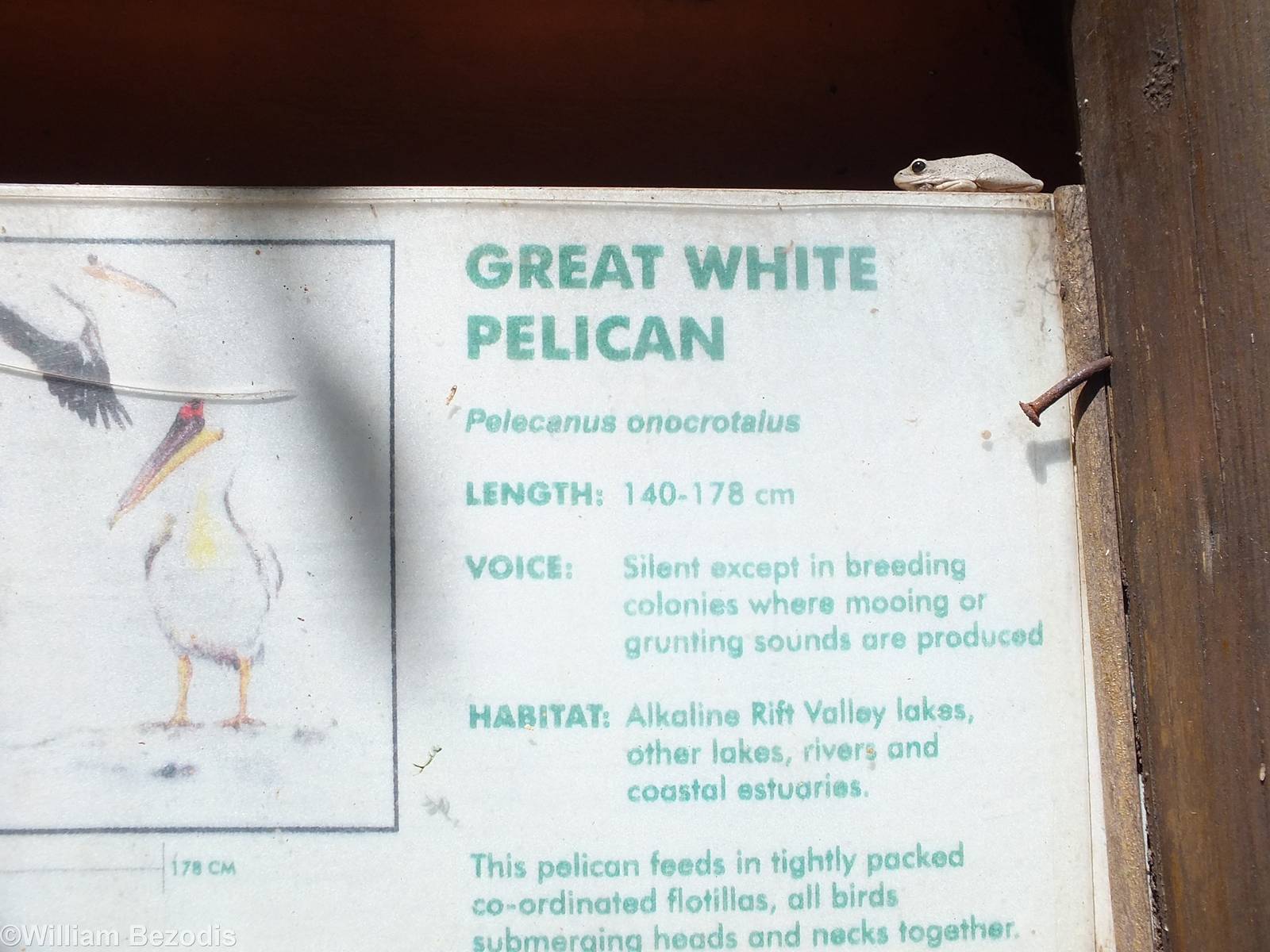 Sign + Wild Frog - Nairobi Safari Walk