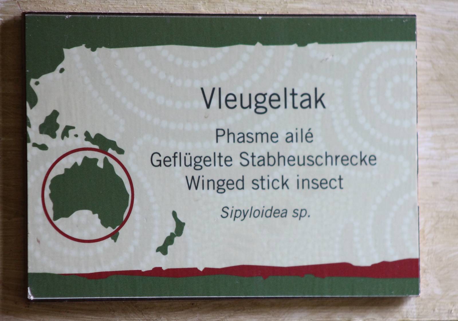 Sign Winged stick insect