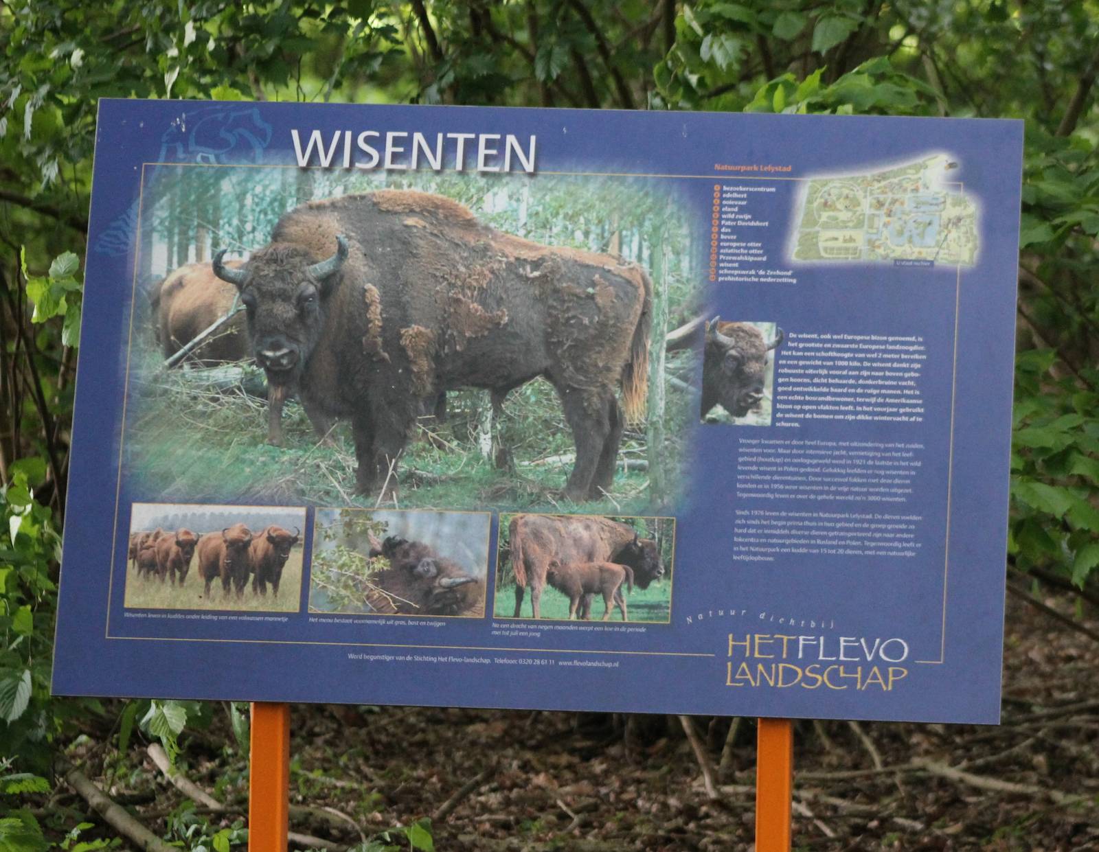 Sign Wisent