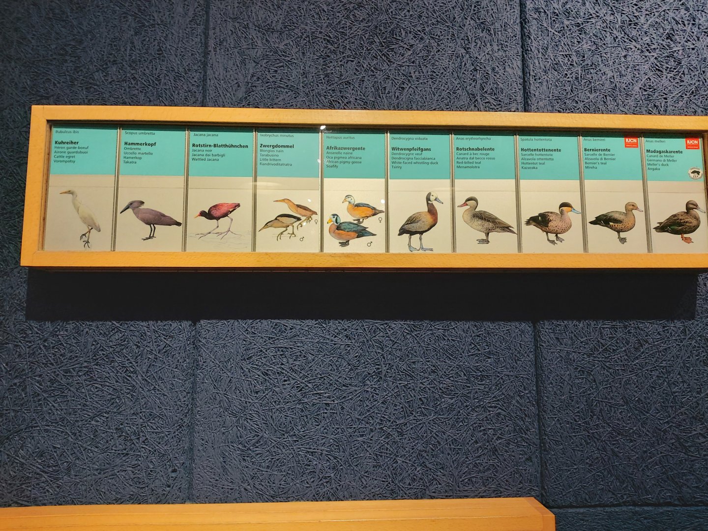 Sign with the different species who live in Masoala Rainforest (July 2020)