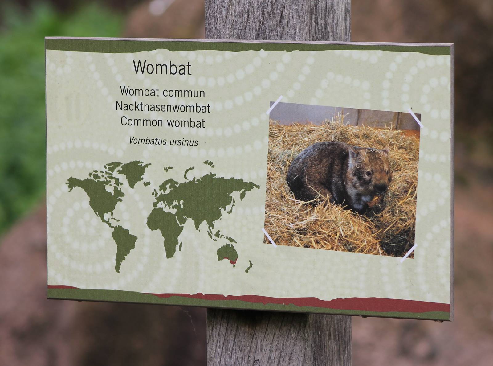 Sign Wombat