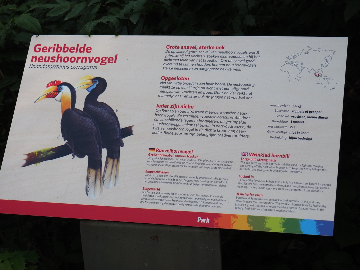 Sign wrinkled hornbill (Sep 16th, 2018