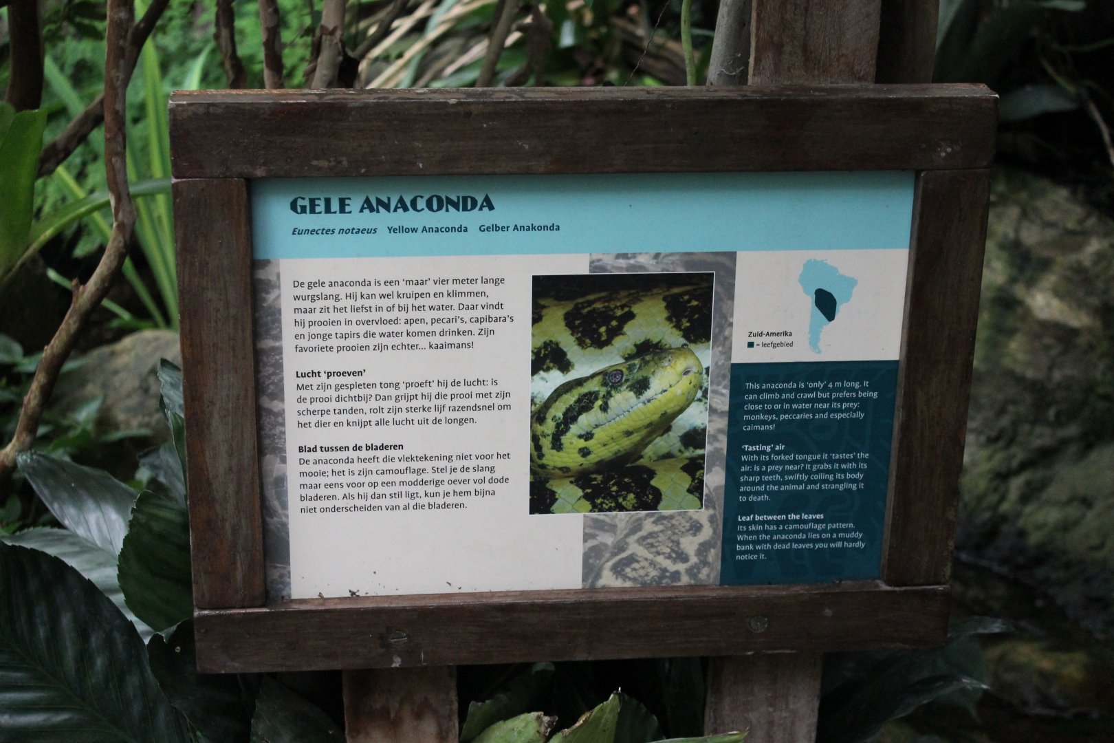 Sign Yellow anaconda