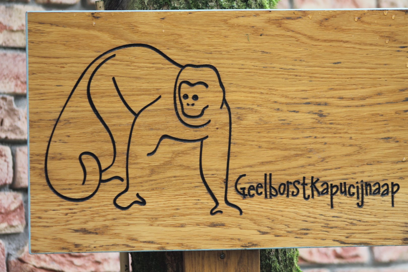 Sign Yellow-breasted capuchin