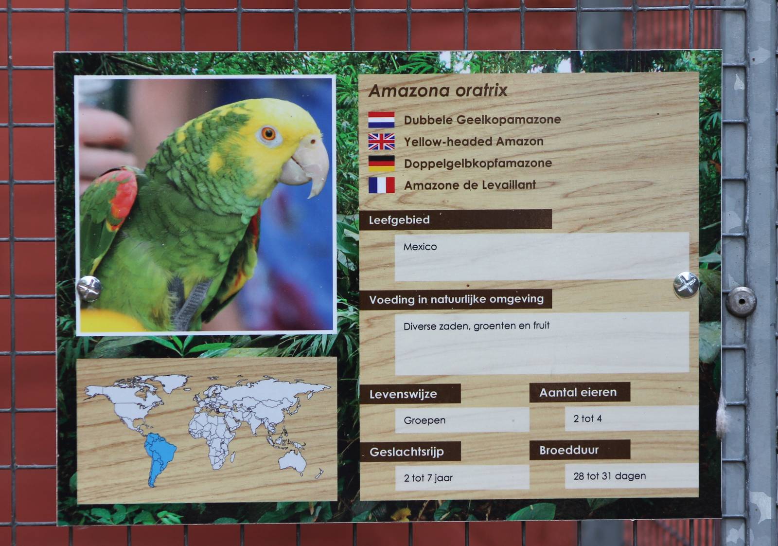 Sign Yellow-headed amazon