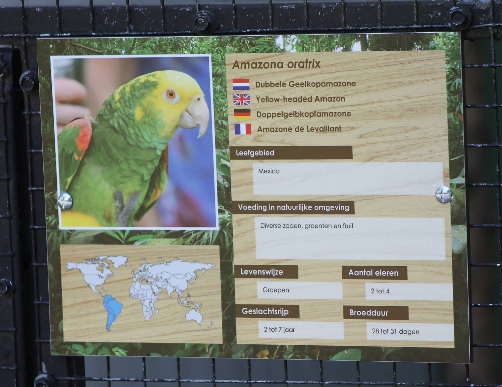 Sign Yellow-heaed amazon