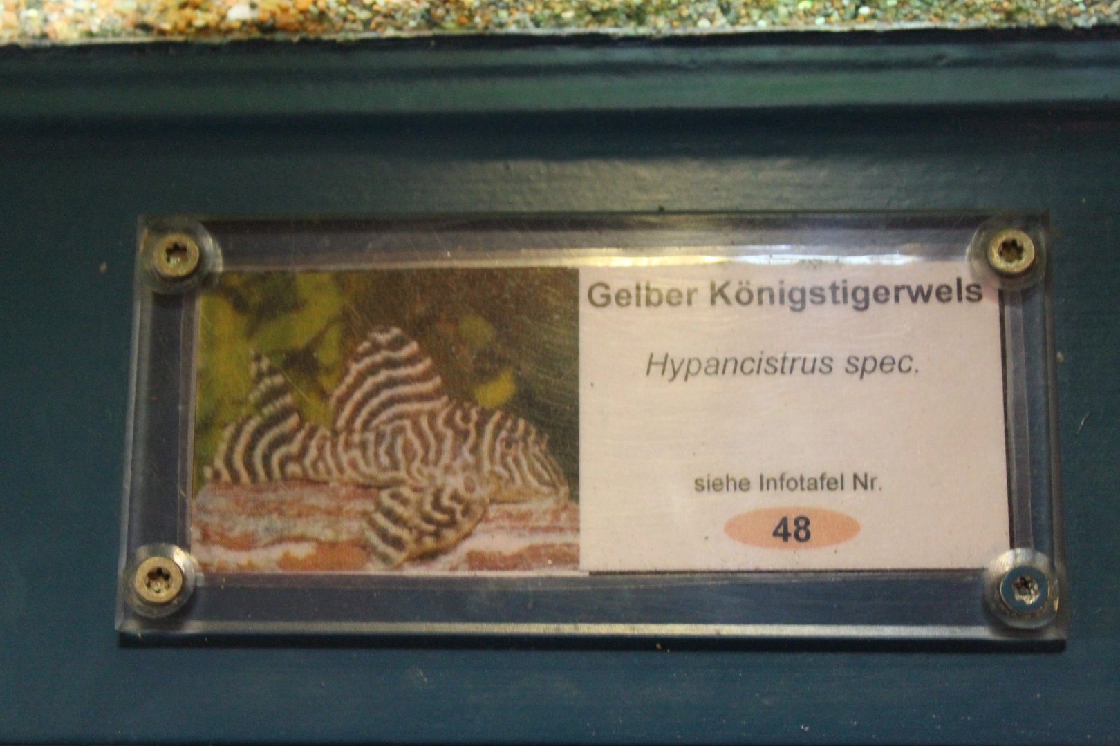 Sign " Yellow King Tiger" catfish