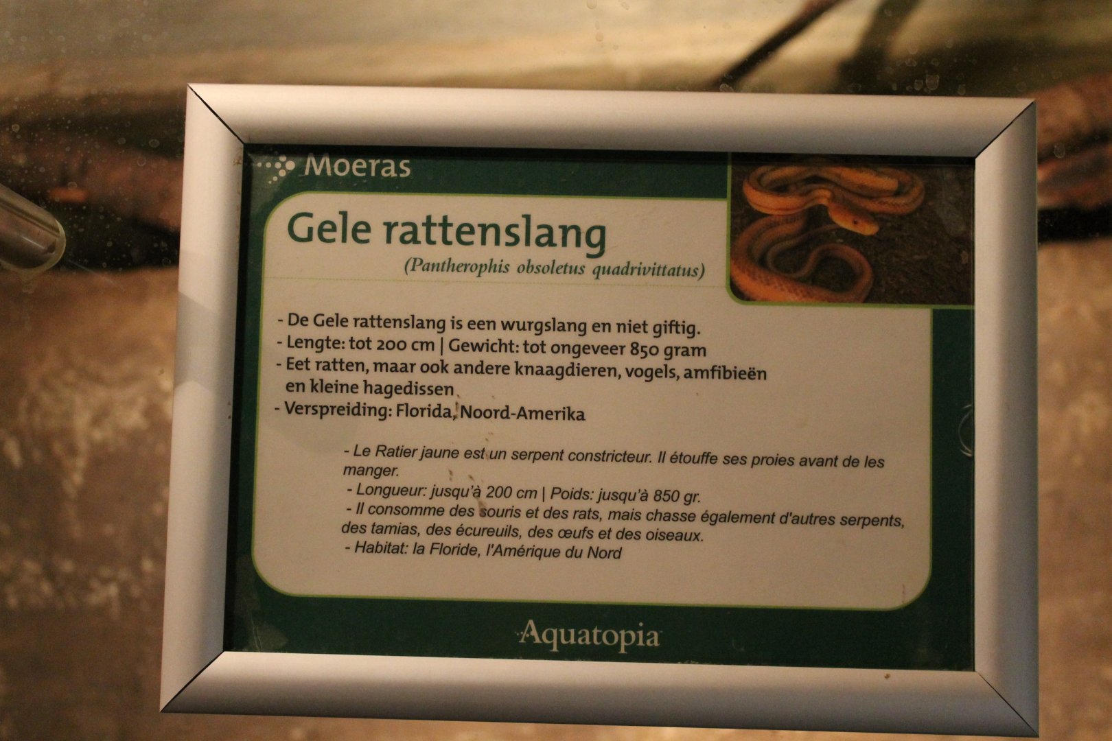 Sign Yellow rat snake