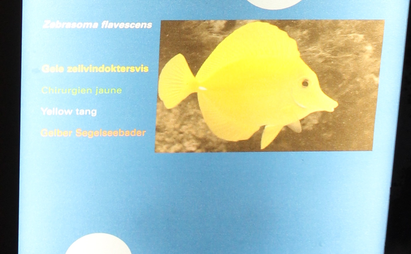 Sign Yellow surgeonfish