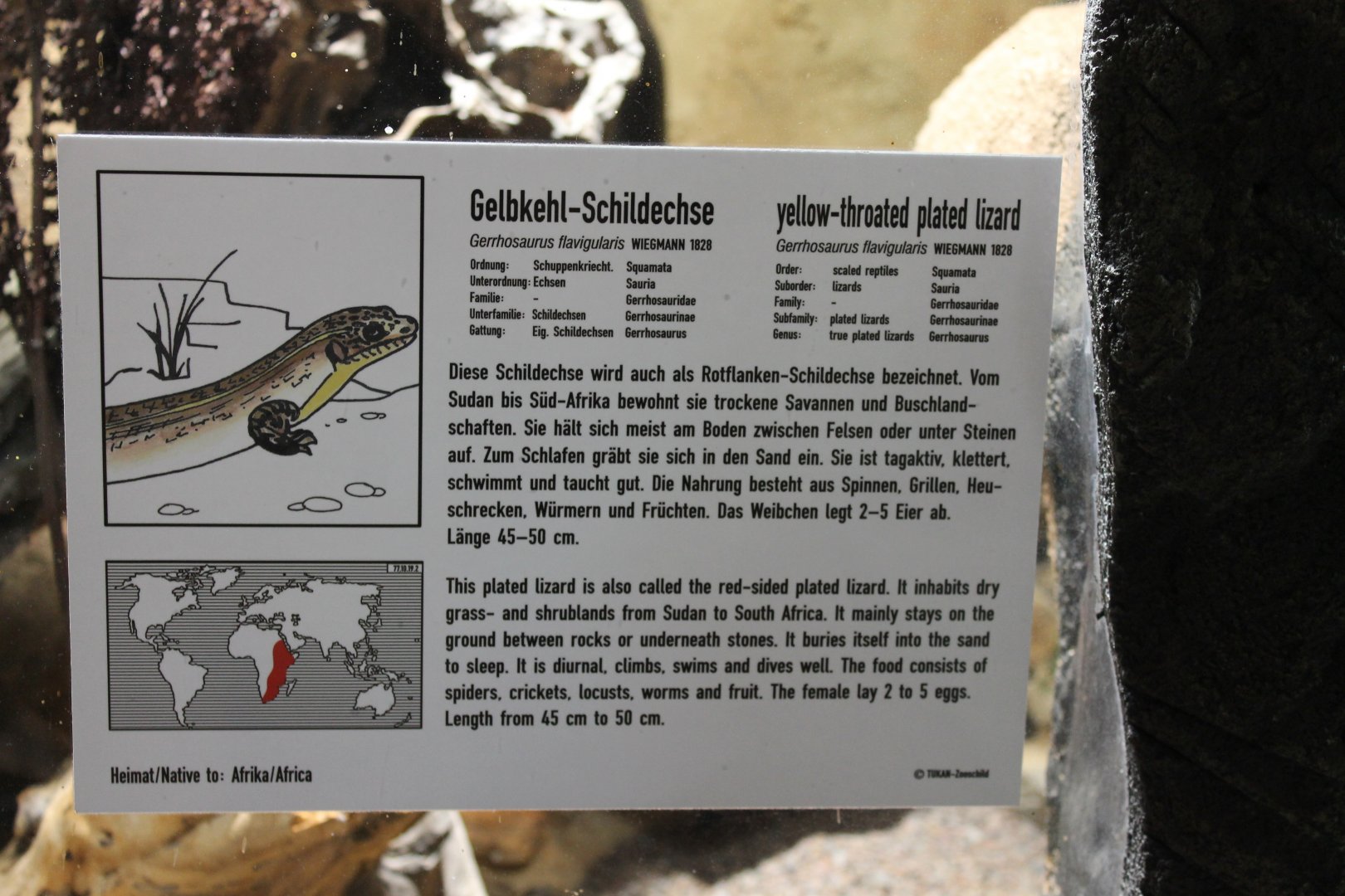 Sign Yellow-throated plated lizard