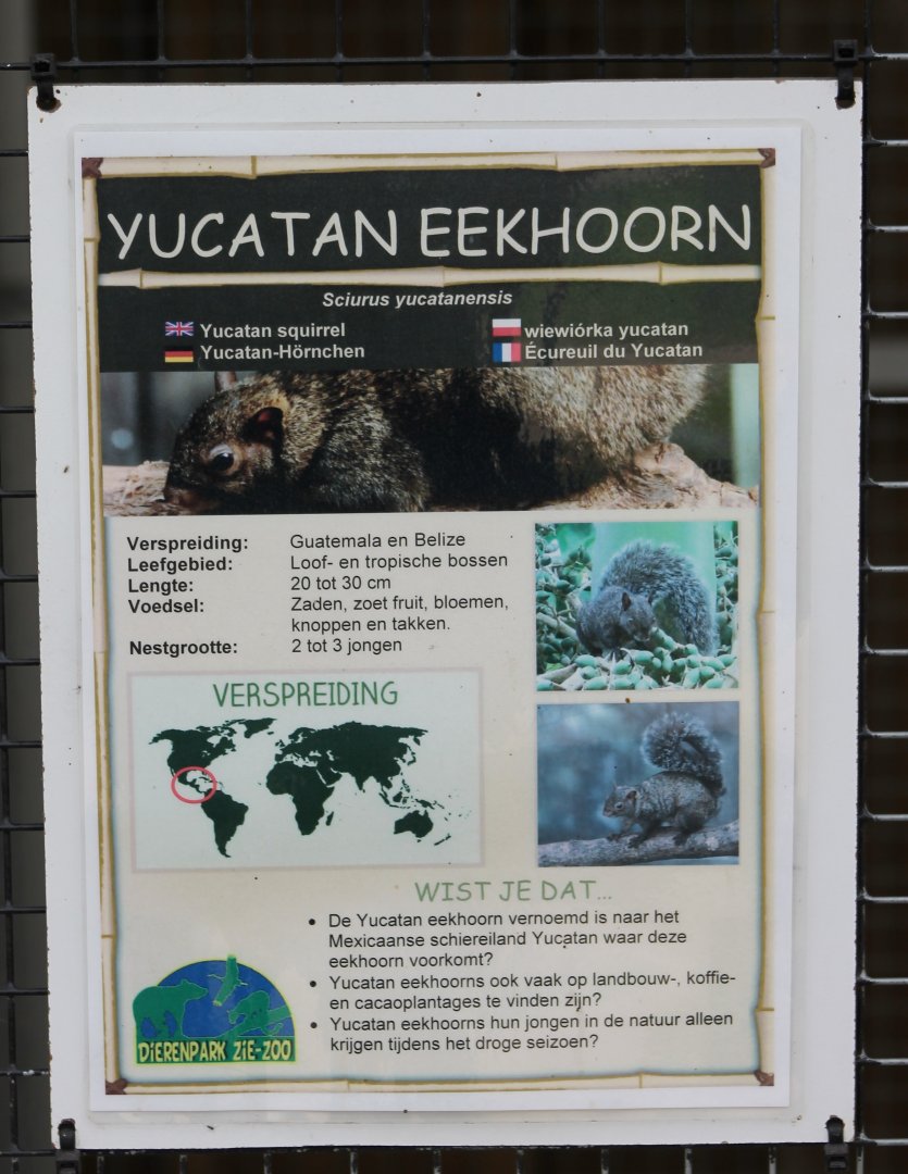 Sign Yucatan squirrel