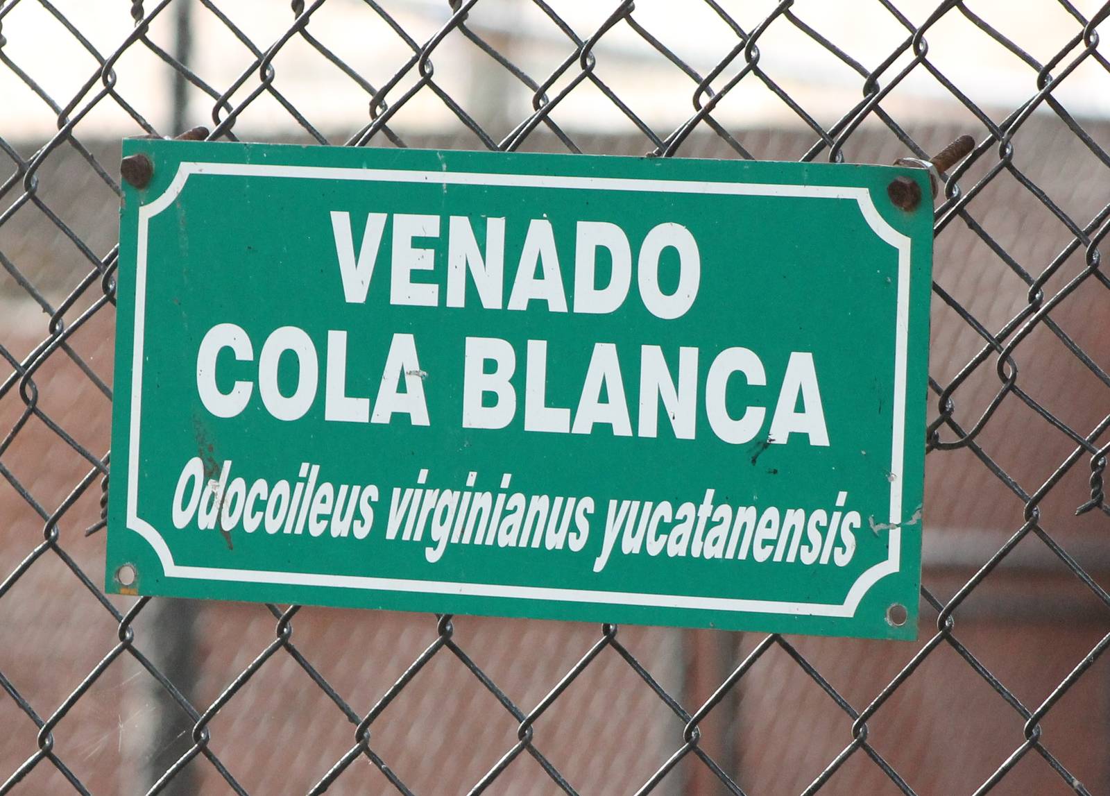 Sign Yucatan white-tailed deer