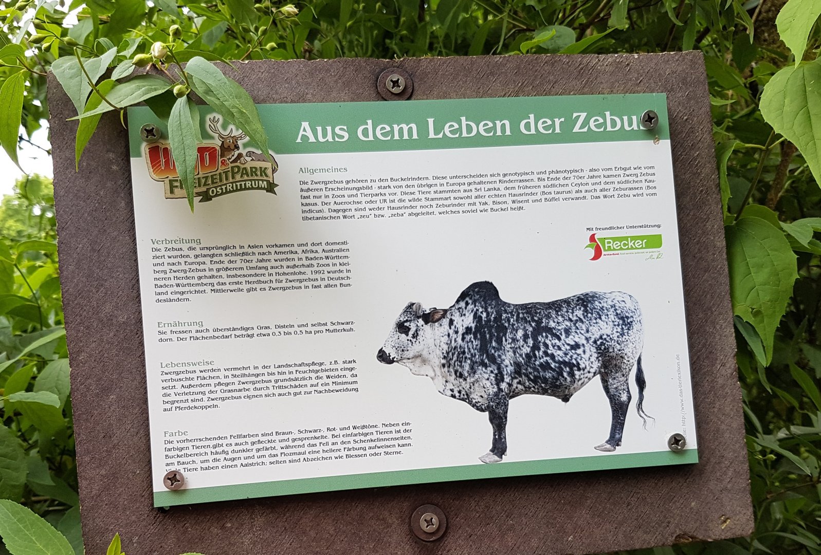 Sign Zebu