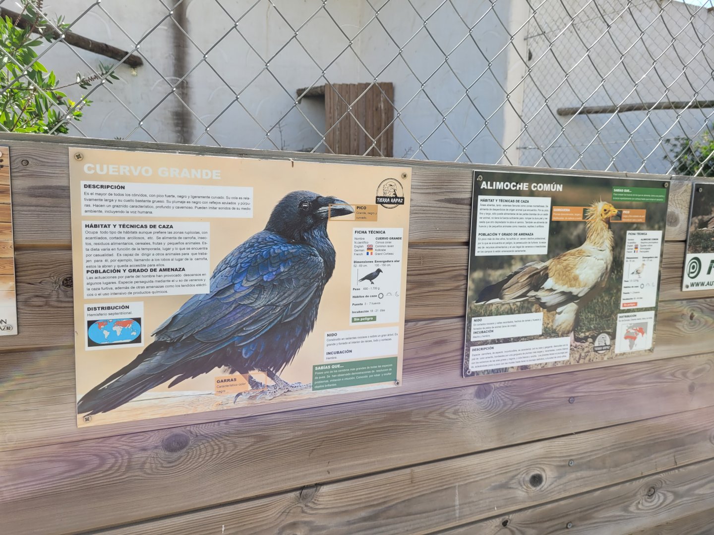 Signae example -Tierra Rapaz (2024)