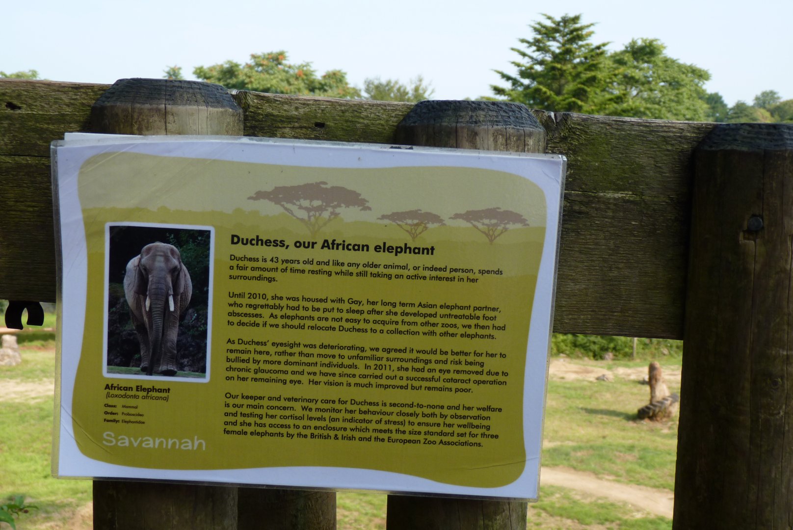 Signage about African elephant, Duchess, 2013