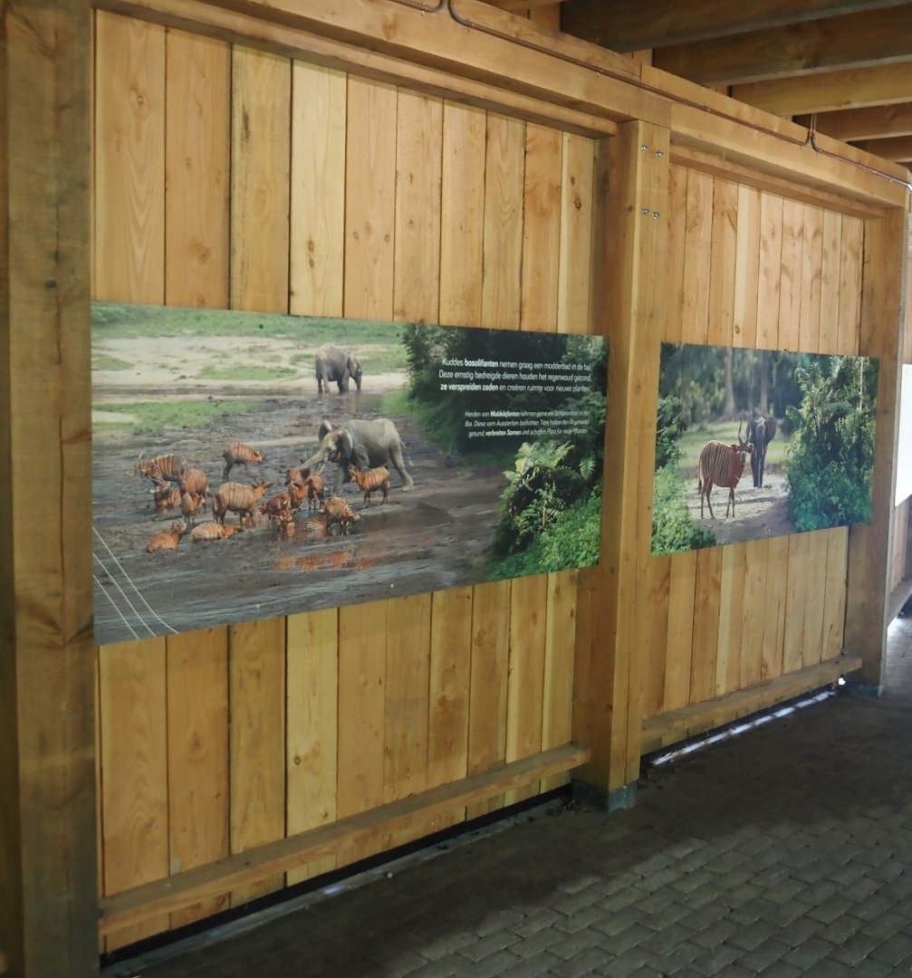 Signage about African rainforests, with mentions of forest elephants, bongos and baïs, 2025-09-30