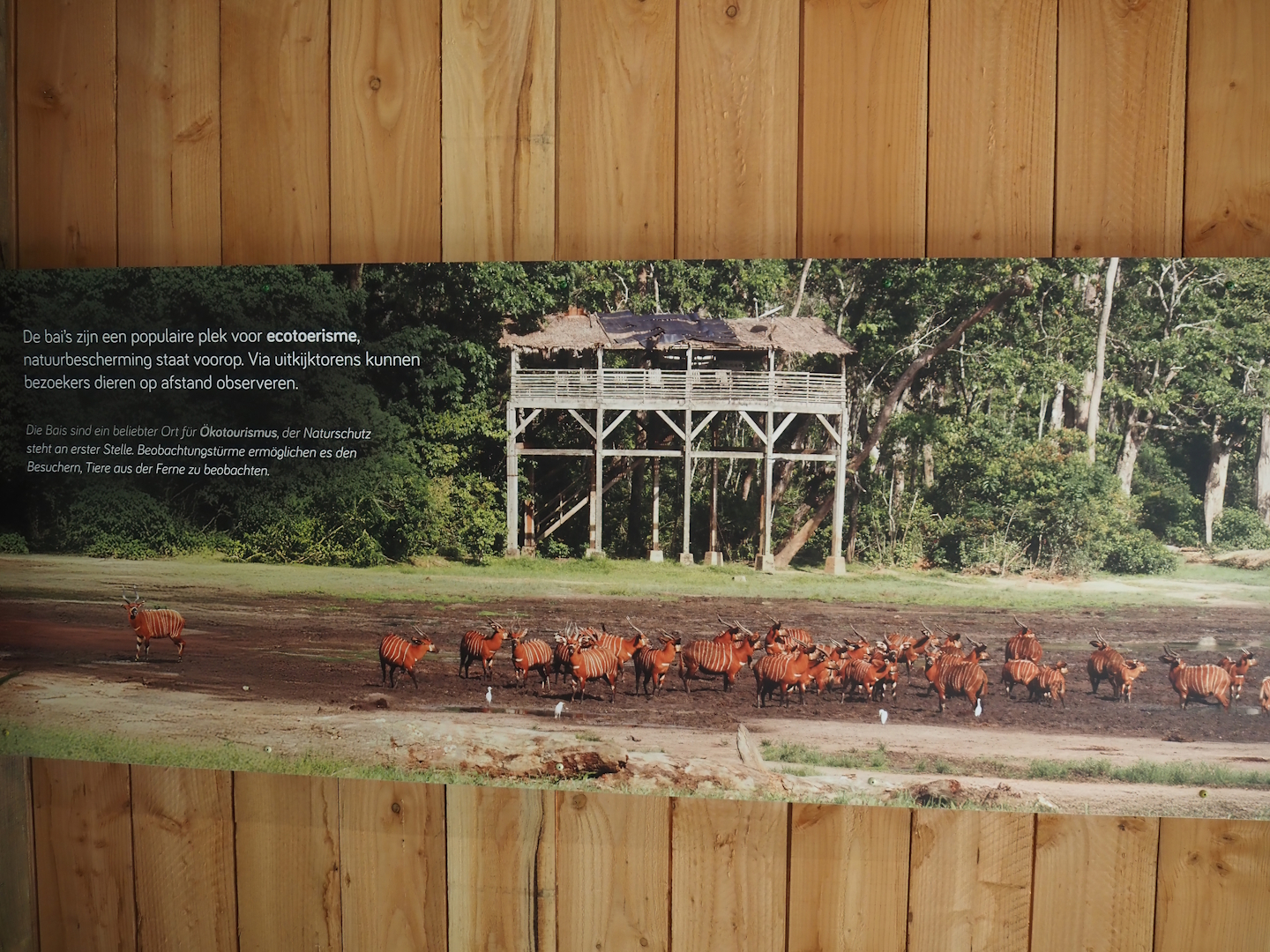 Signage about African rainforests, with photo of bongos and observation post in baï in Dzanga-Sangha, Cameroon, 2025-09-30