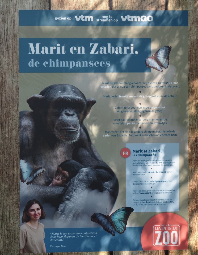 Signage about chimpanzee Marit and baby Zabari, referencing TV series about the zoo, 2025-03-16