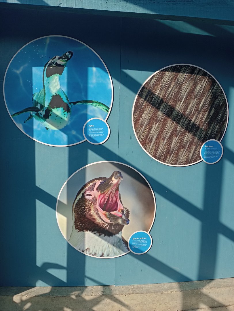 Signage about features of penguins