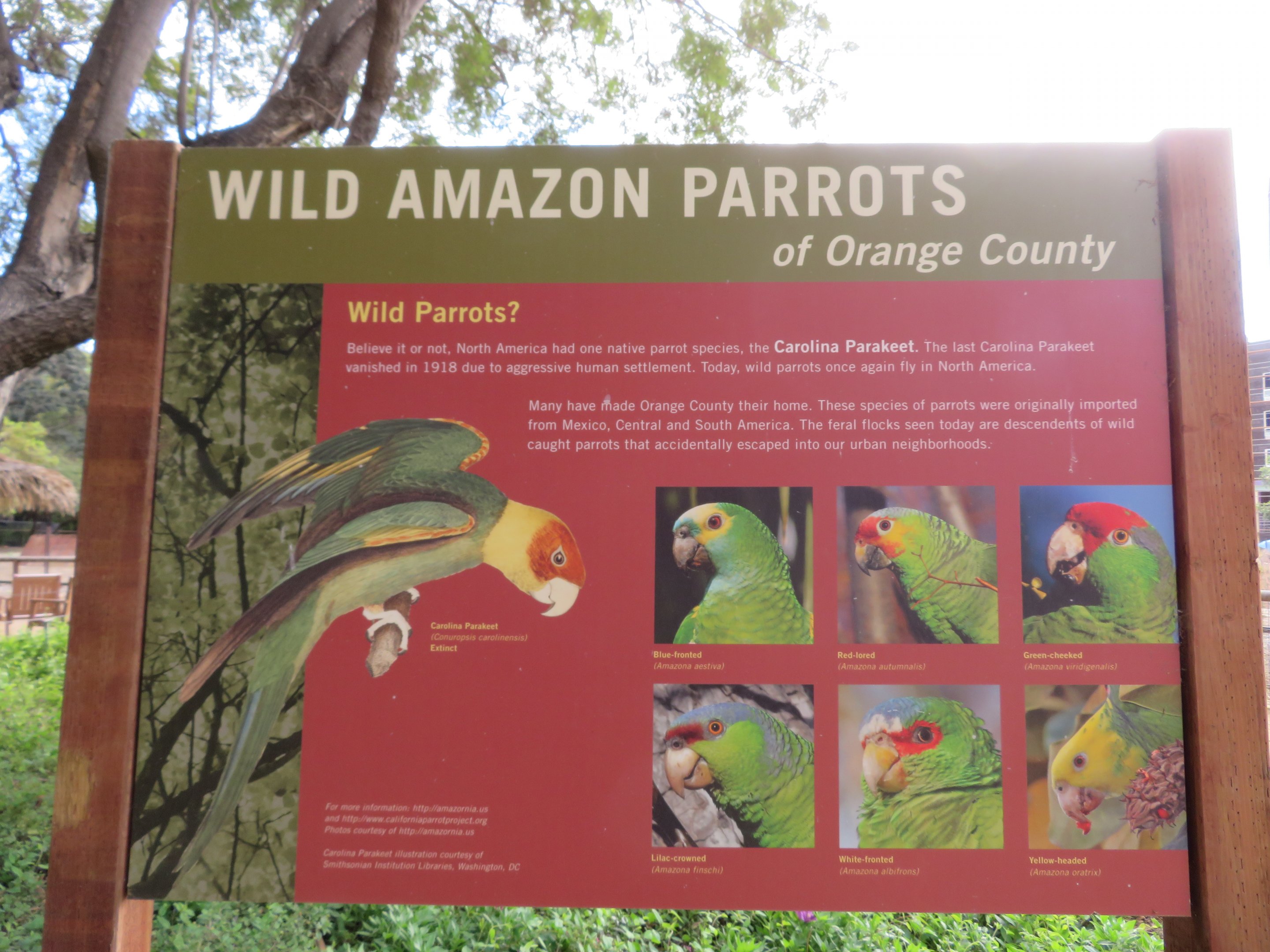 Signage about Local Feral Parrots