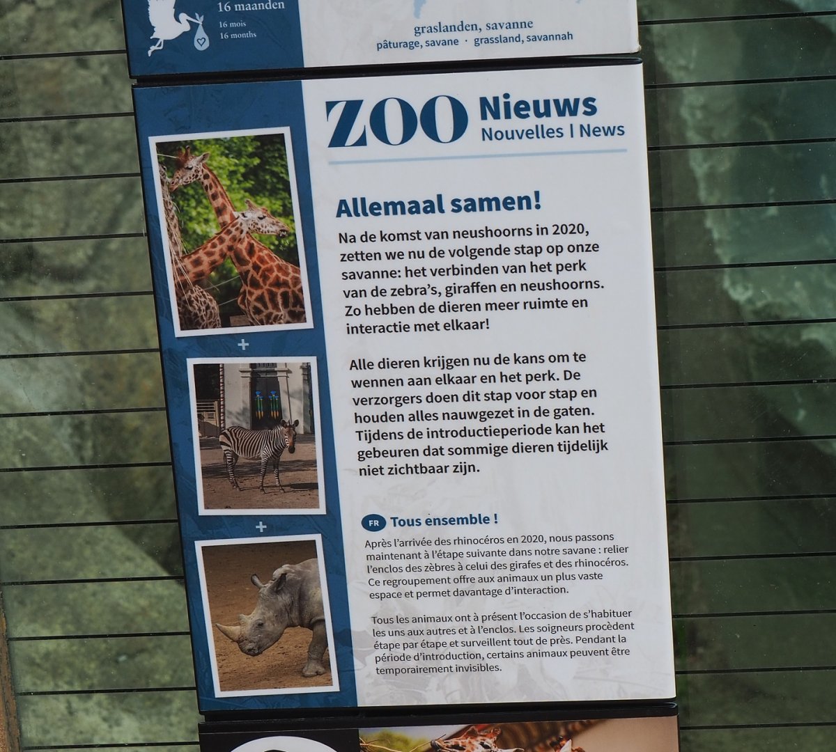 Signage about long-term project to merge the giraffe and rhinoceros areas of the savanna, 2021-06-12