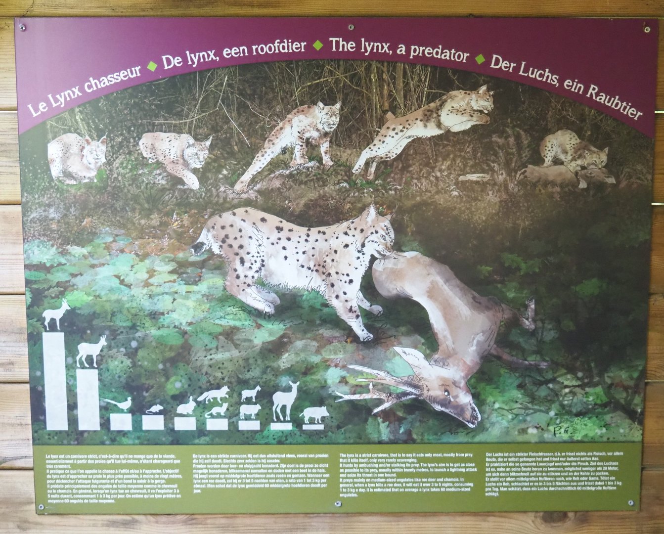 Signage about lynxes' hunting, 2021-08-15