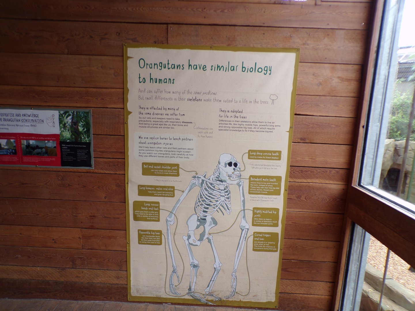 Signage about orangutans 29.6.24