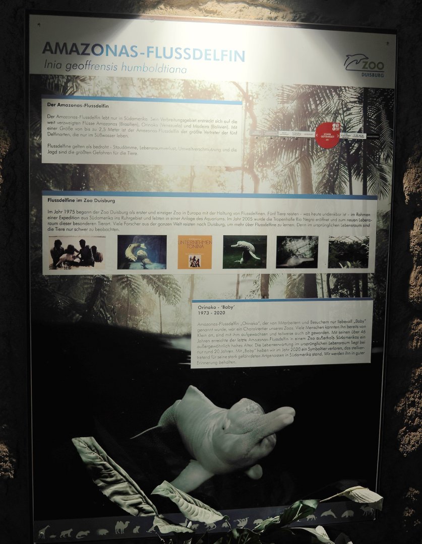 Signage about past holding of Botos/Orinoco river dolphins at Duisburg, 2024-06-08