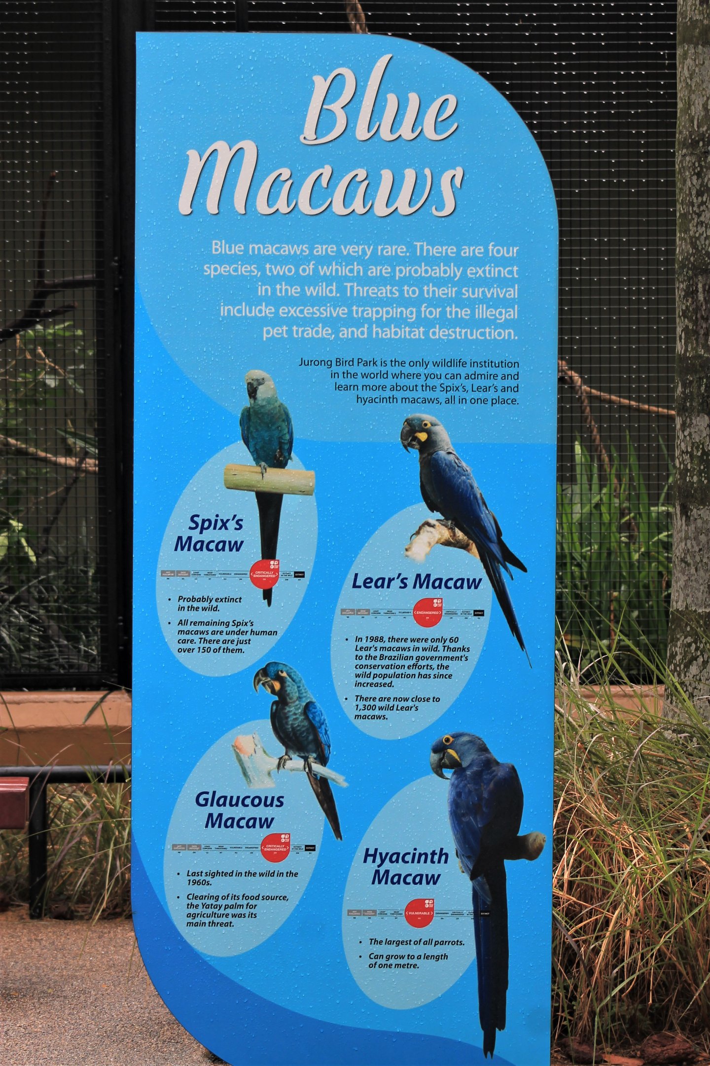 signage about the blue macaws