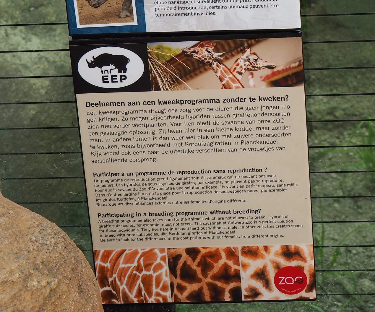 Signage about the holding of hybrid giraffes at Antwerp, 2021-06-12