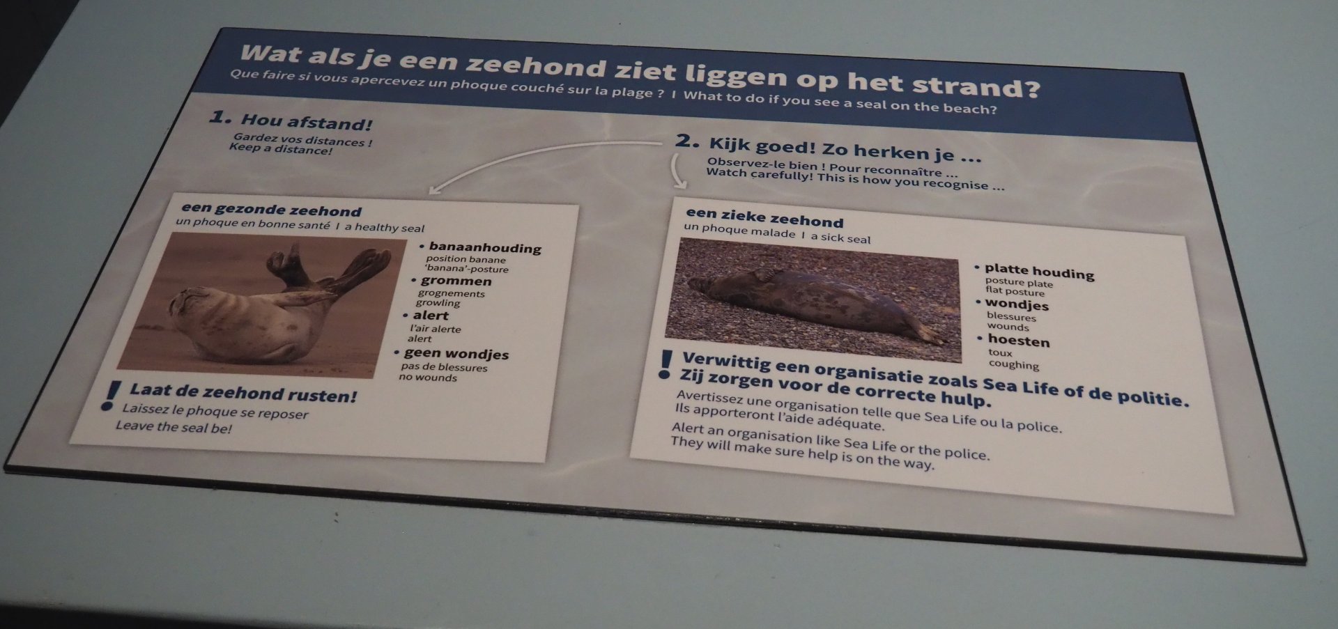 Signage about what to do if you see seals on the beach, 2021-06-12