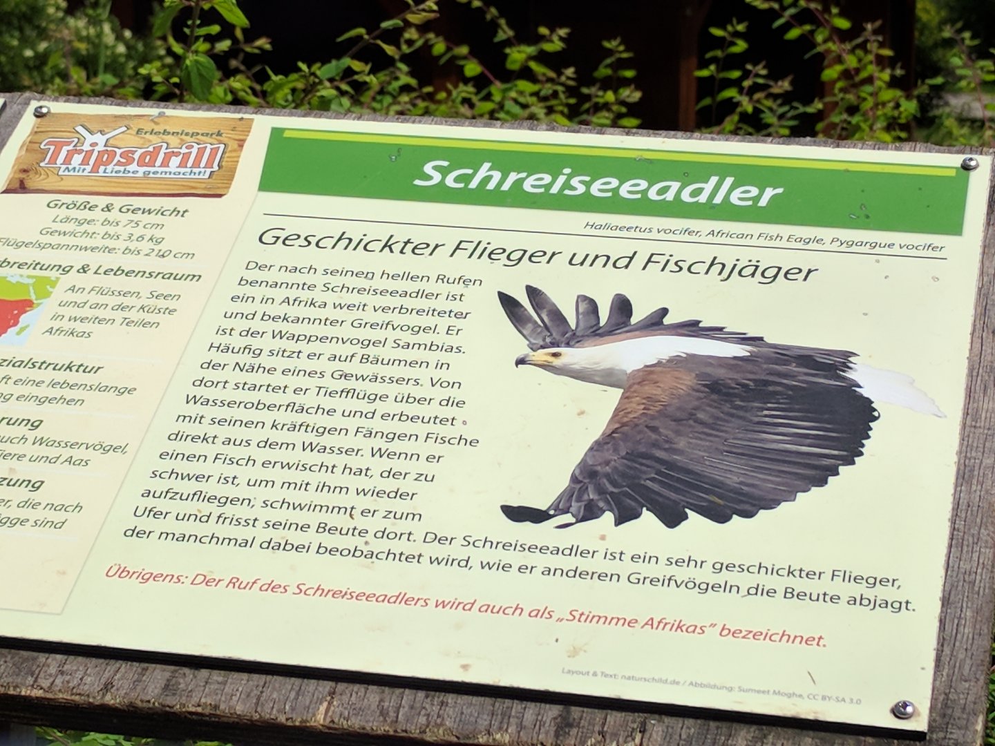 Signage African Fish Eagle