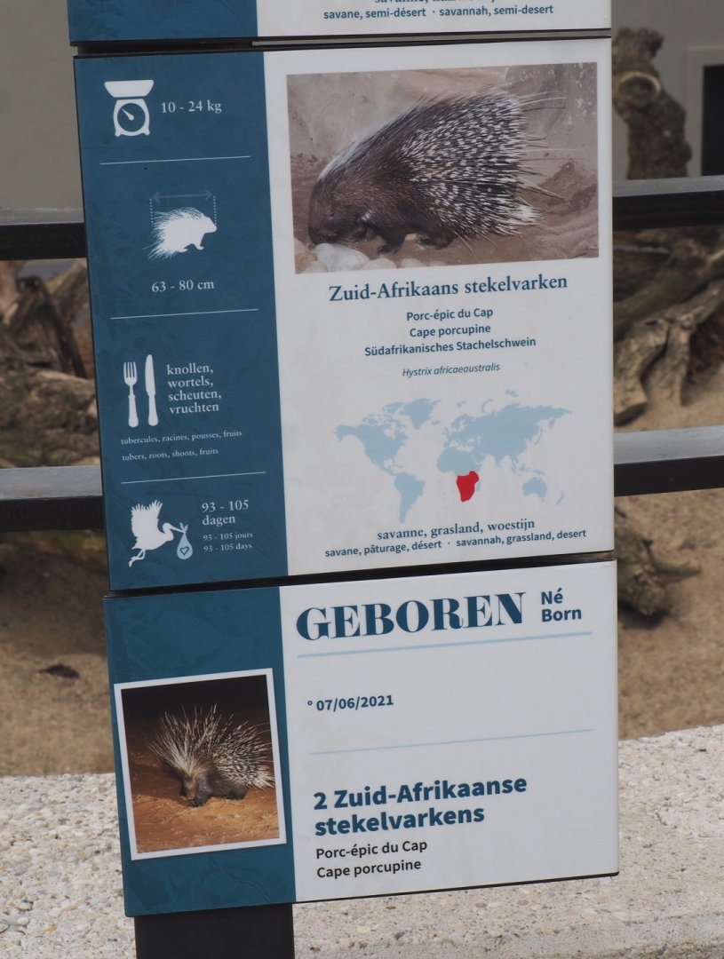 Signage and birth sign Cape porcupines, 2021-06-12