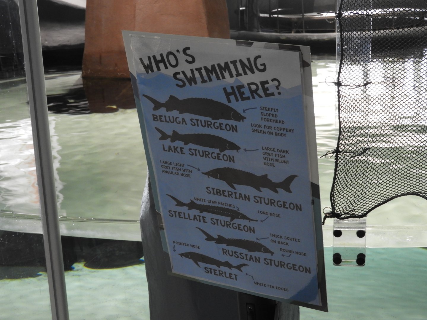 Signage at sturgeon touch tank