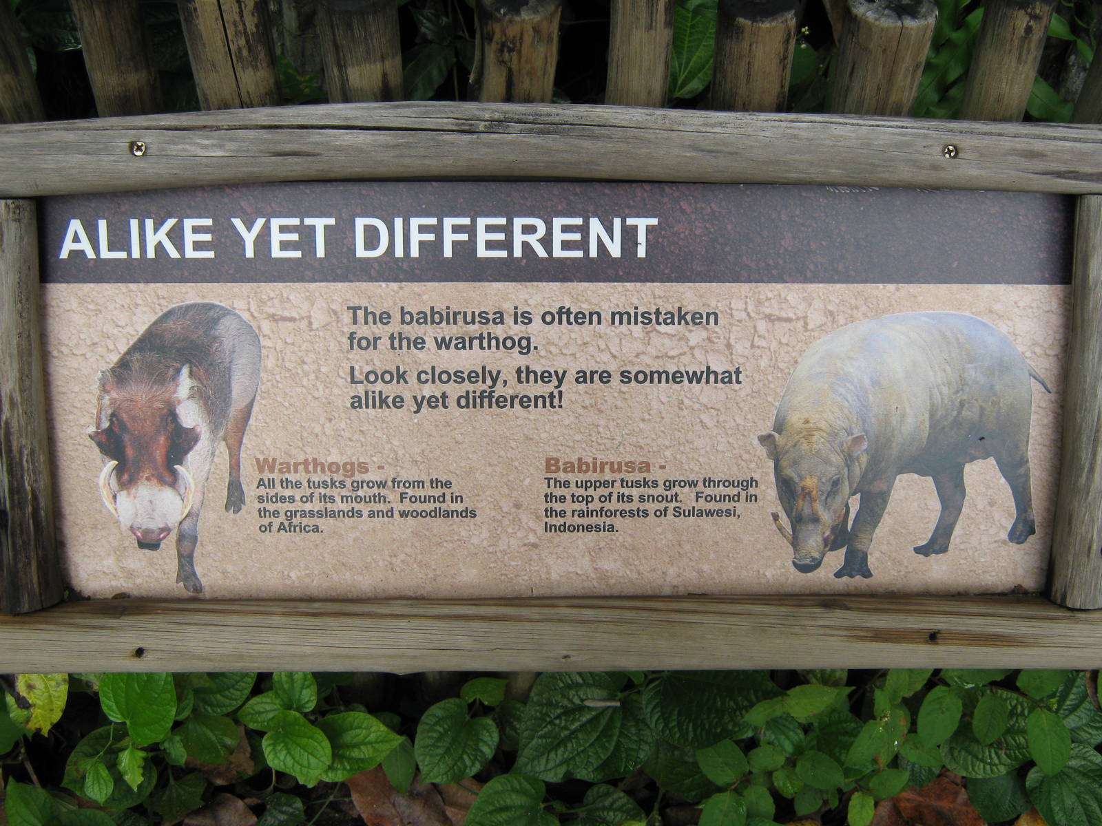 signage by the babirusa pen