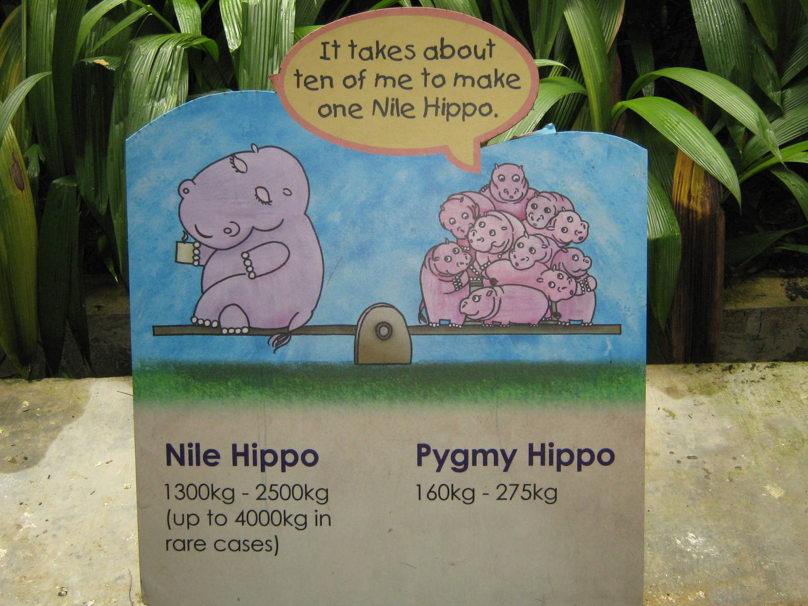 signage by the pigmy hippos