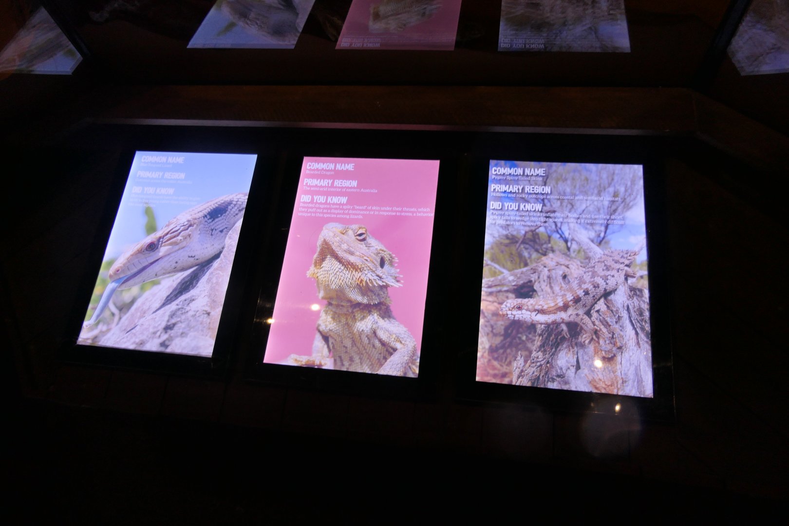 Signage - Cairns Koalas and Creatures