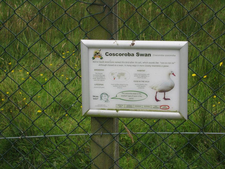 Signage - Coscoroba swan