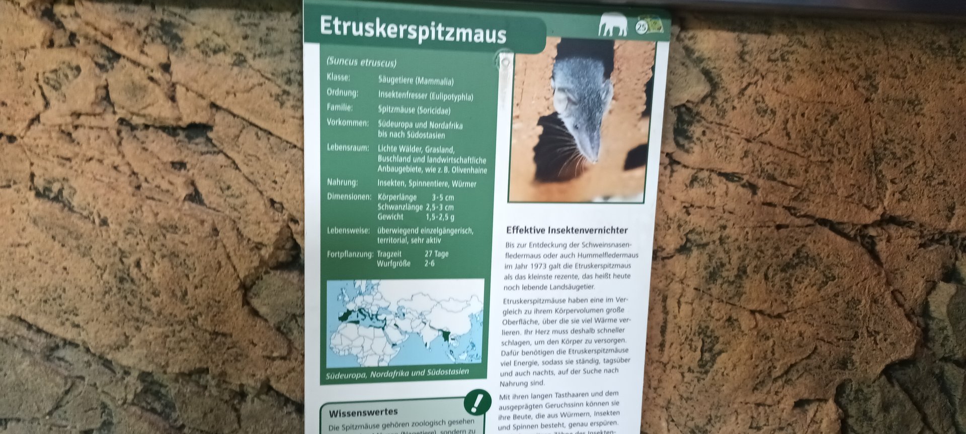 Signage Etruscan Shrew