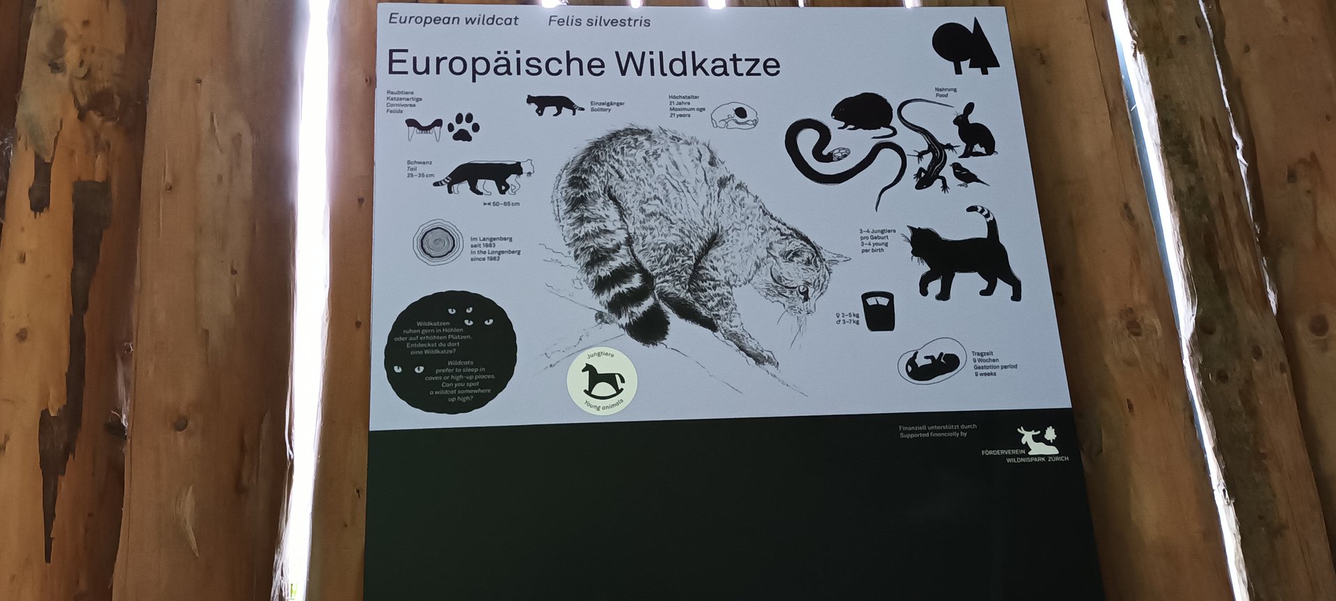 Signage European Wild Cat