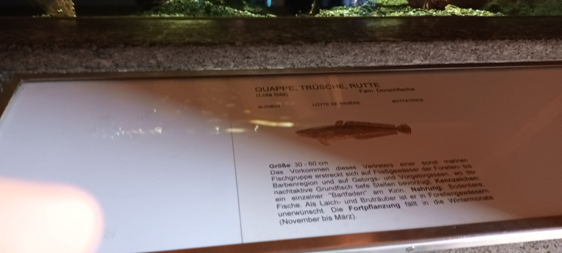 Signage Example Aquarium