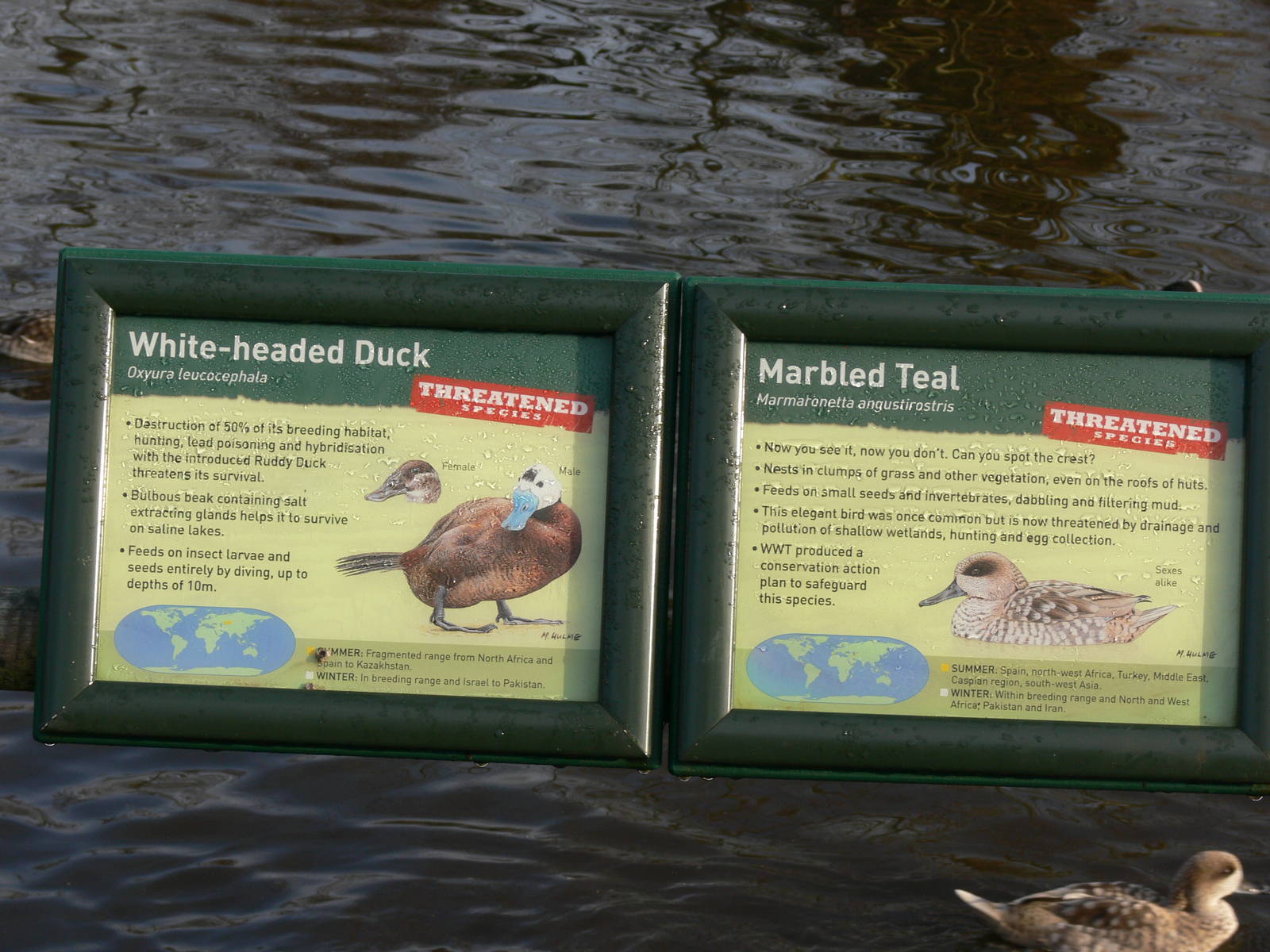 Signage example at Martin Mere WWT 08/12/12