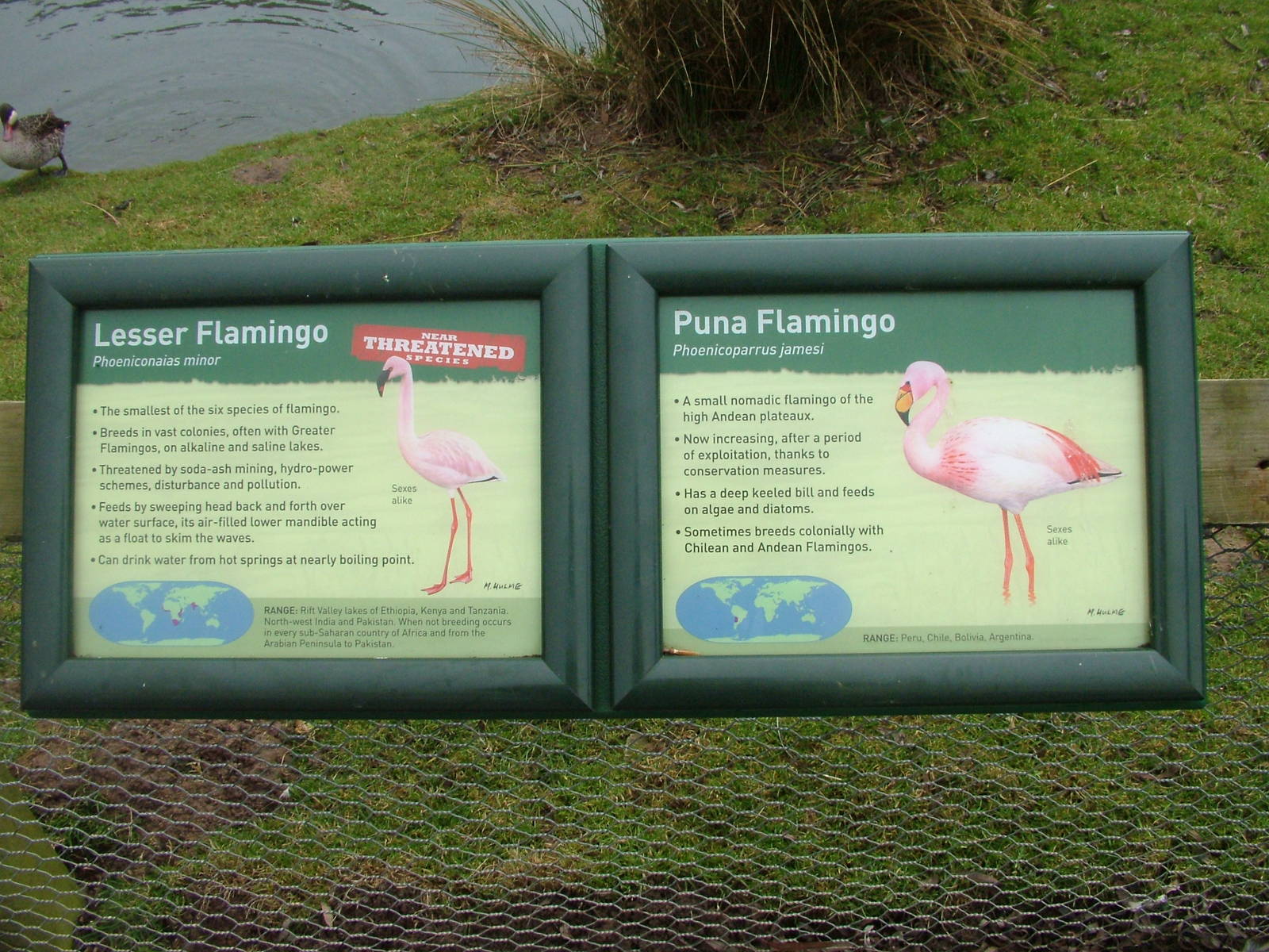 Signage example at Slimbridge 06/02/10