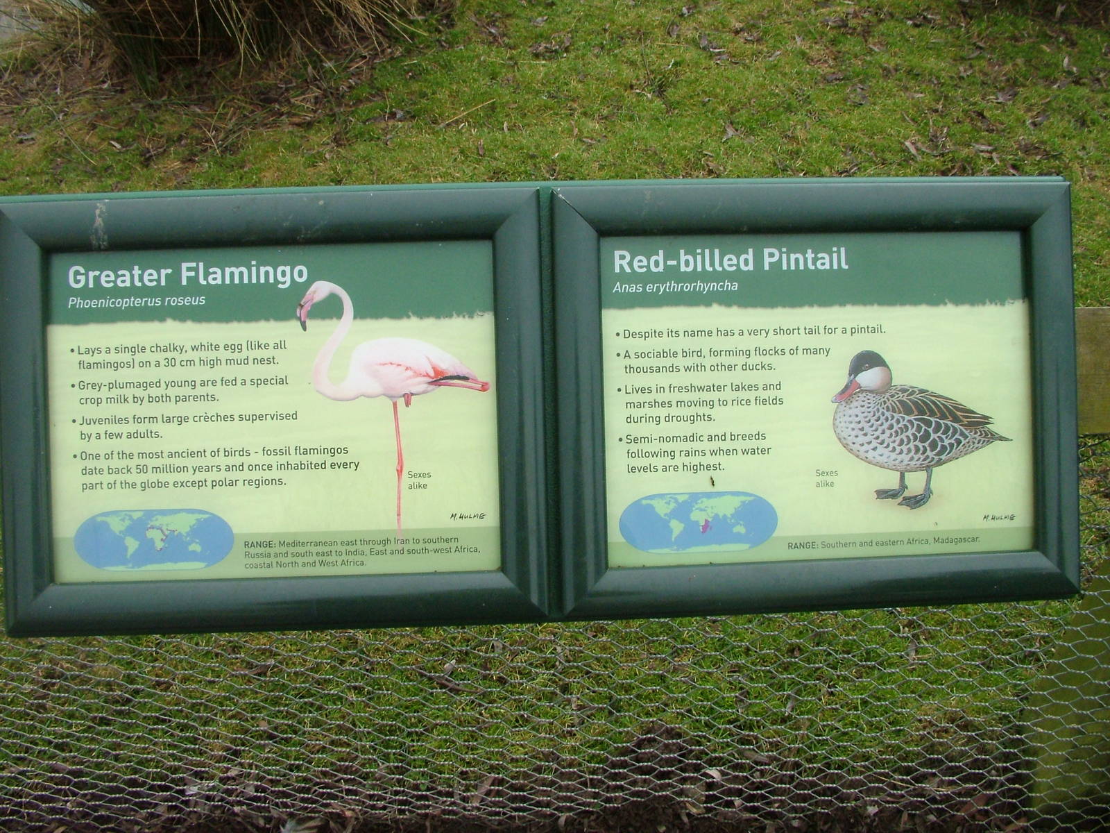 Signage example at Slimbridge 06/02/10