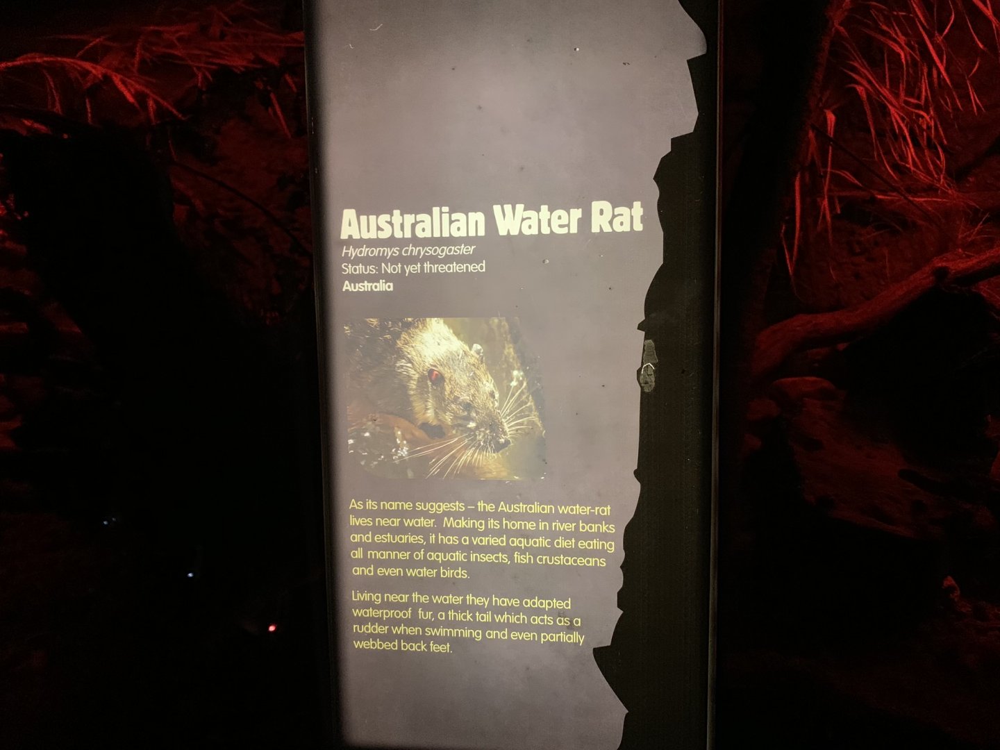 Signage Example (Australian Water Rat) at London Zoo (2019)