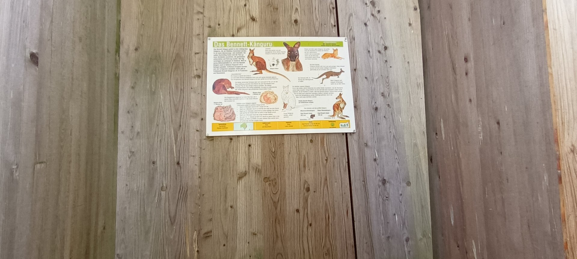 Signage Example Bennetts Wallaby