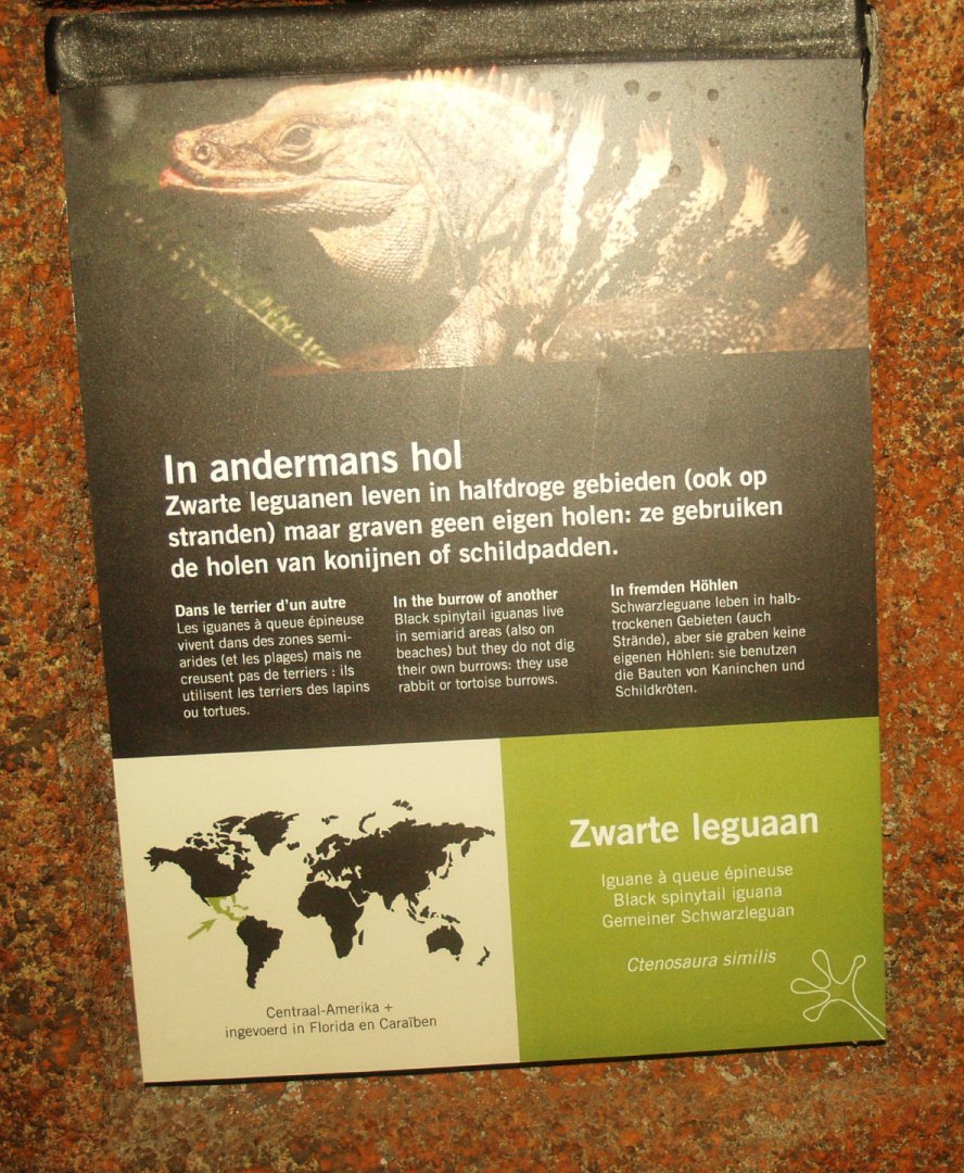 Signage example Black iguana, 2014-02-16