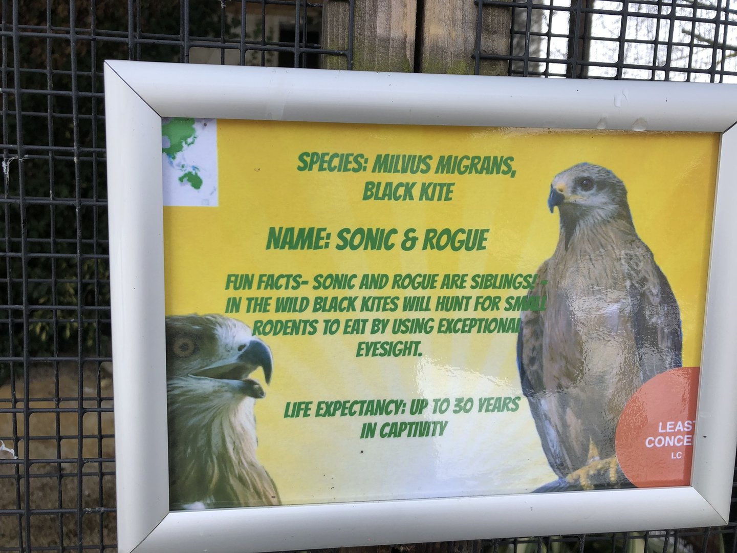 Signage Example (Black Kite) at Tropical Butterfly House (March 2023)