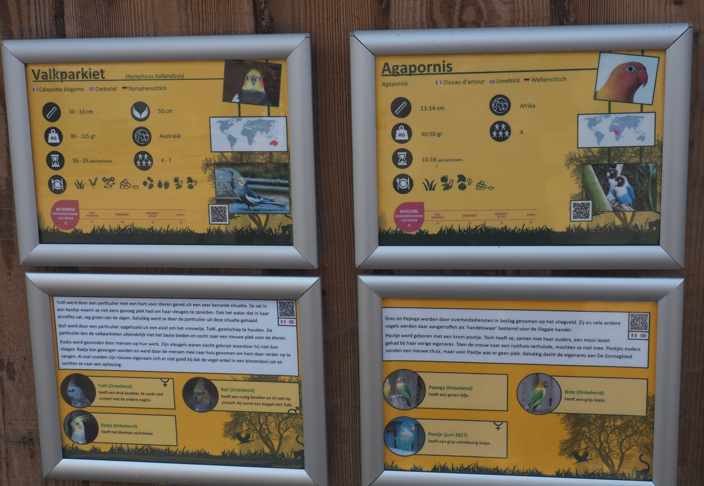 Signage example cockatiels and lovebirds,  with information signs and individual animal rescue stories signs, 2020-09-12