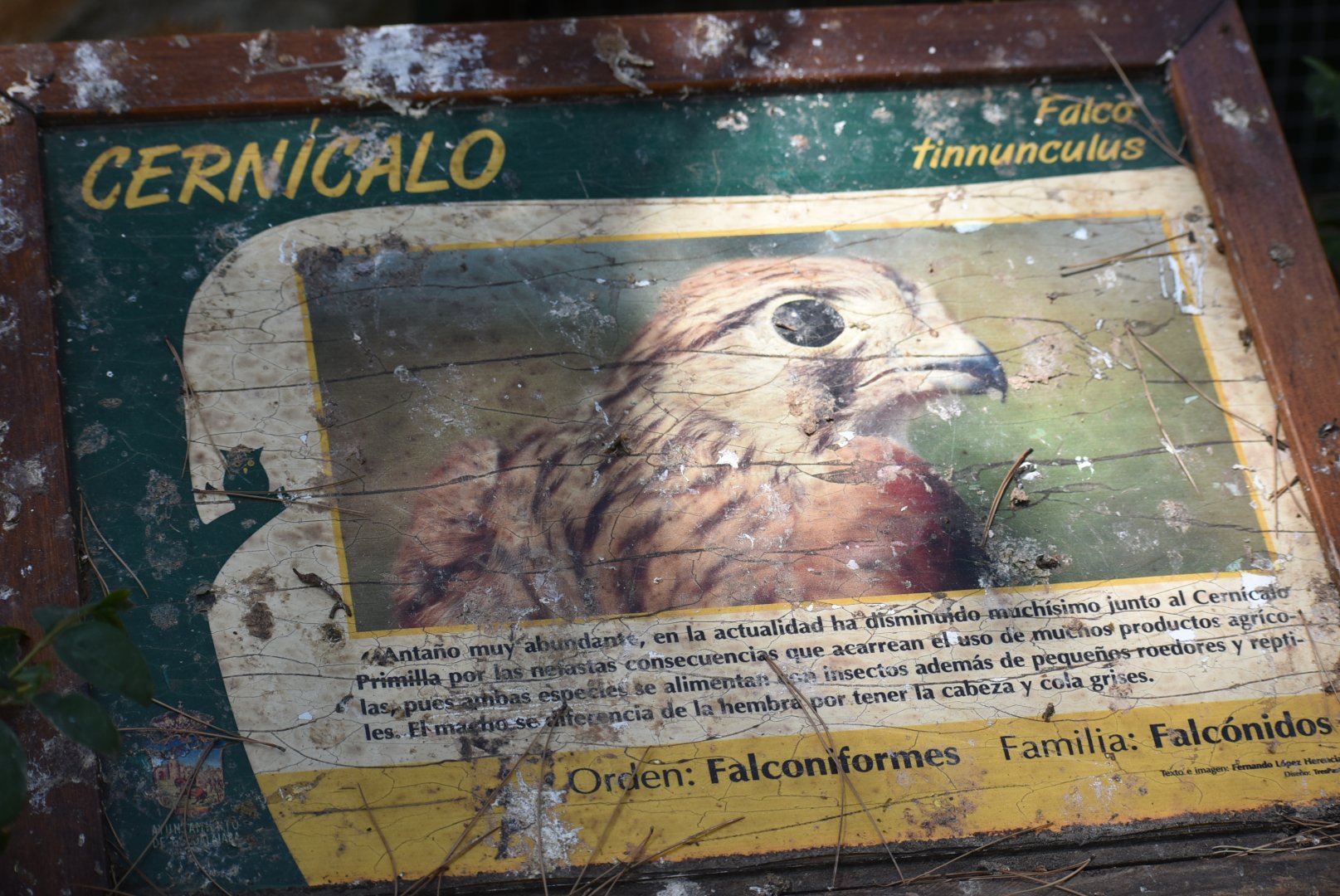 Signage Example (Common Kestrel)